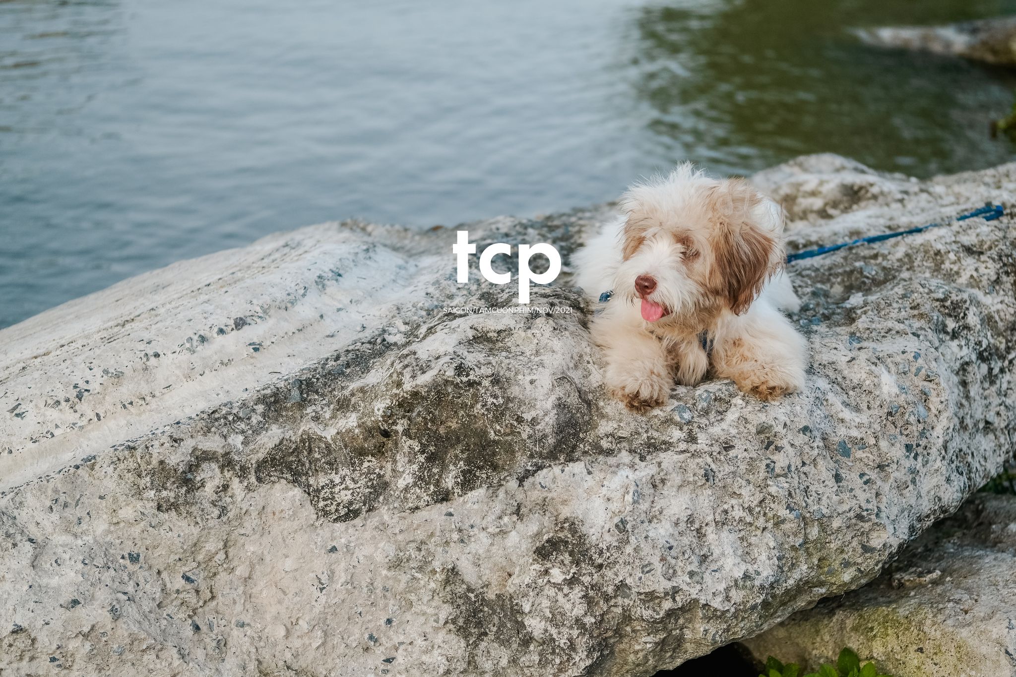 Tám Cuộn Phim - Bốn chân ghế ngập nước