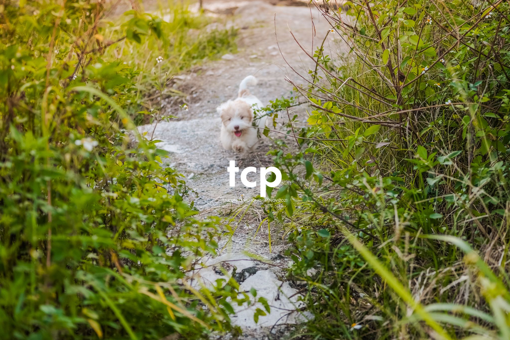 Tám Cuộn Phim - Bốn chân ghế ngập nước