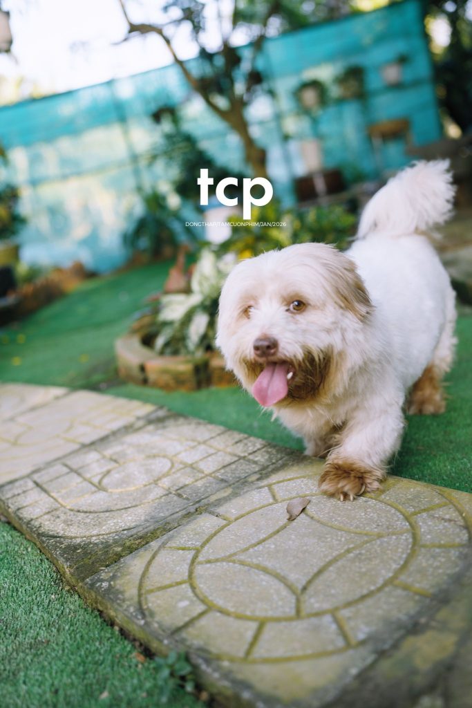 Tám Cuộn Phim - Đống vỏ dừa