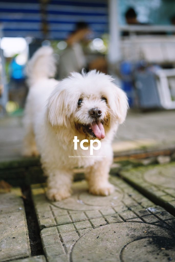 Tám Cuộn Phim - Đống vỏ dừa